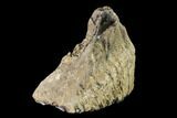 Fossil Woolly Mammoth Upper M Molar - North Sea Deposits #149759-3